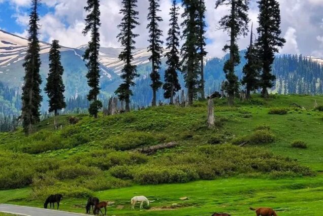 Blissful Kashmir Family Tour