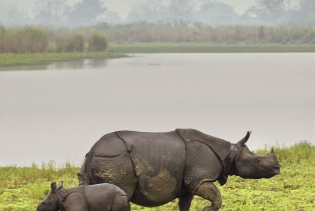 Amazing Meghalaya Tour Package with Kaziranga National Park